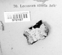 Lecanora albella image